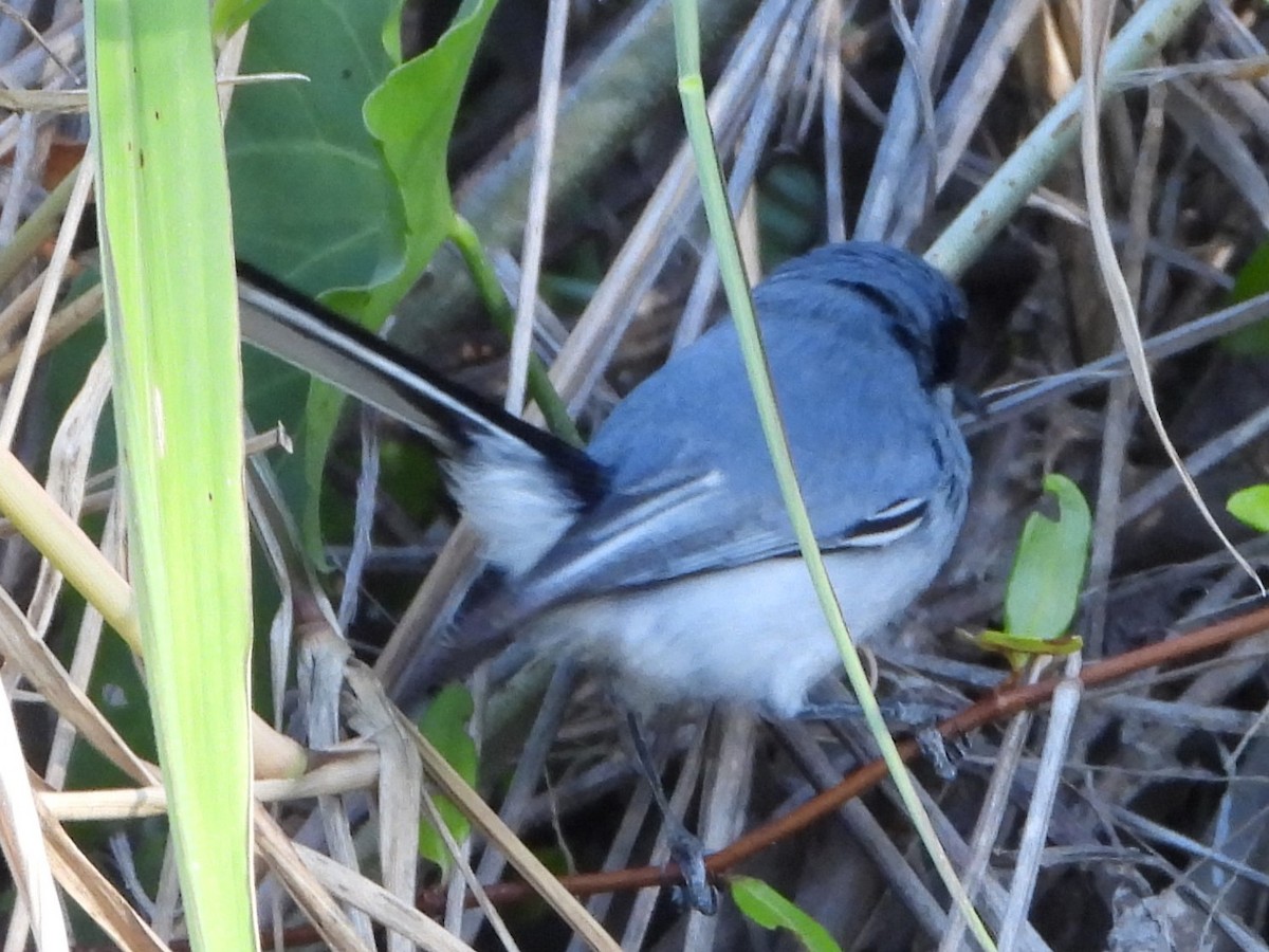 Masked Gnatcatcher - ML646809546