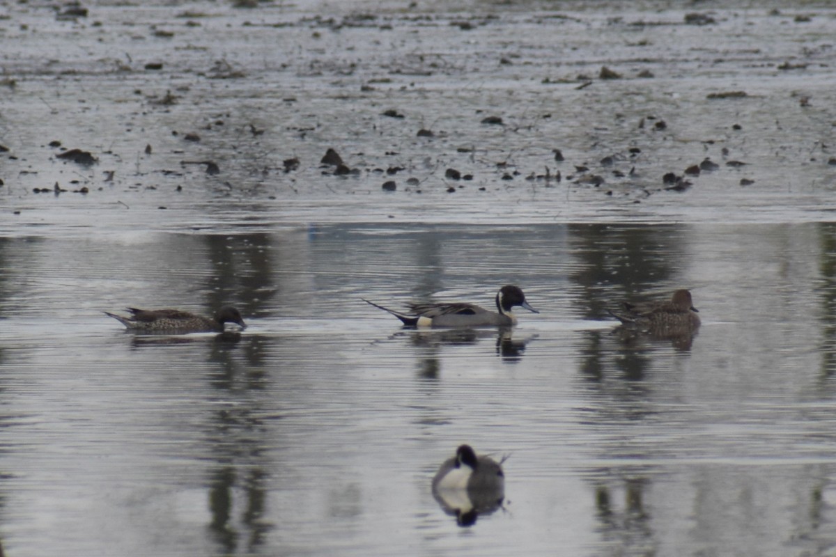 Northern Pintail - ML646809547