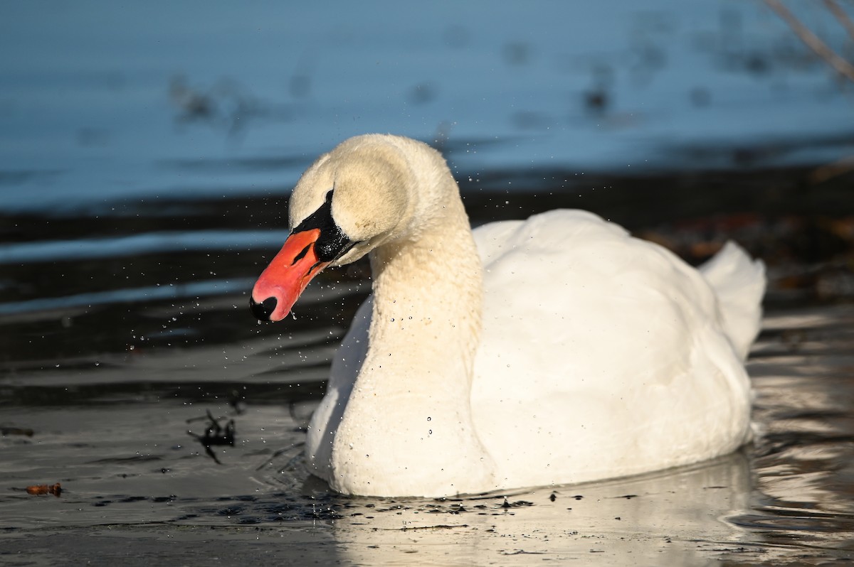 Mute Swan - ML646809548