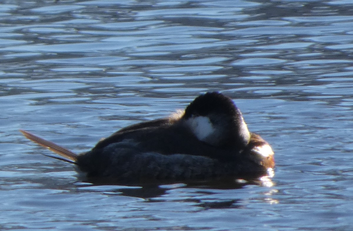 Ruddy Duck - ML646809549