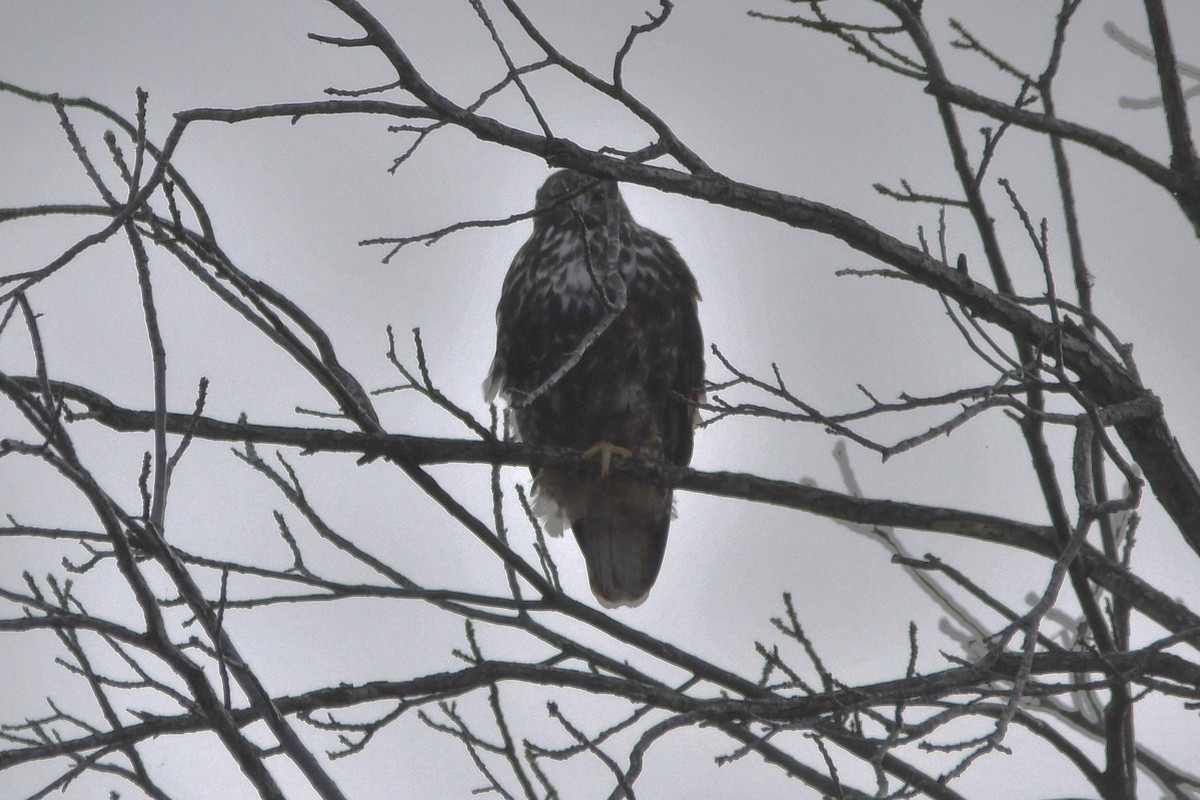 Канюк неоарктичний (підвид harlani) - ML646809550