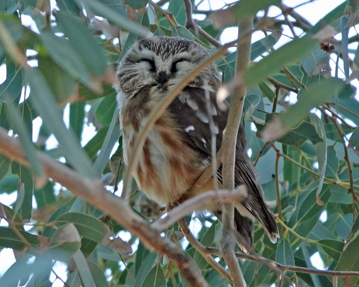 slipeugle - ML646809553