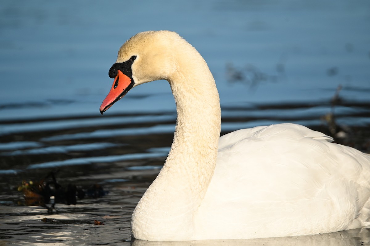 Mute Swan - ML646809554