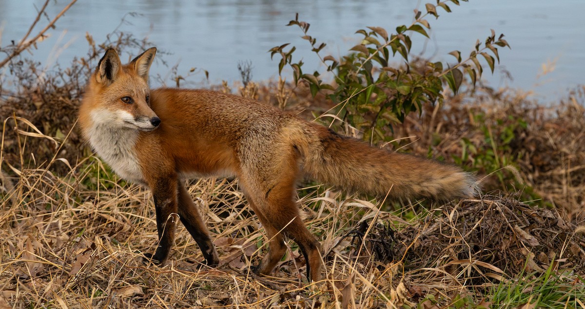 Eastern American Red Fox - ML646809555