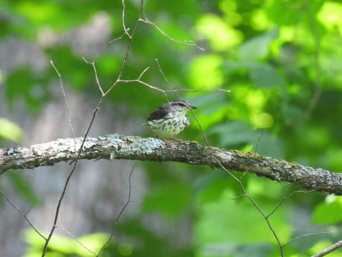 Louisiana Waterthrush - ML646809556