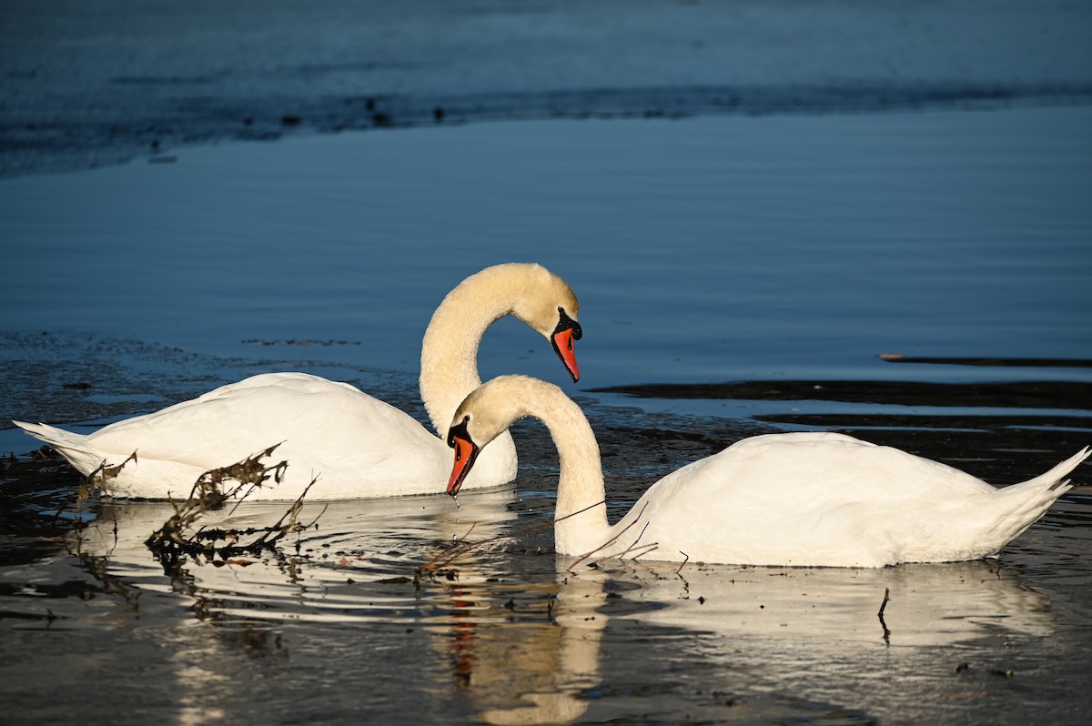 Mute Swan - ML646809557