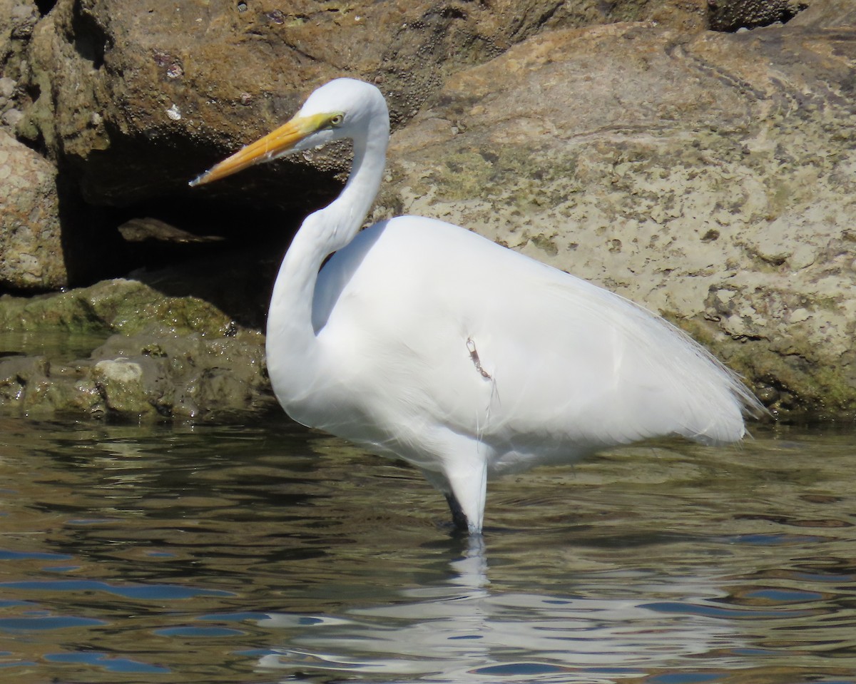 Great Egret - ML646809558