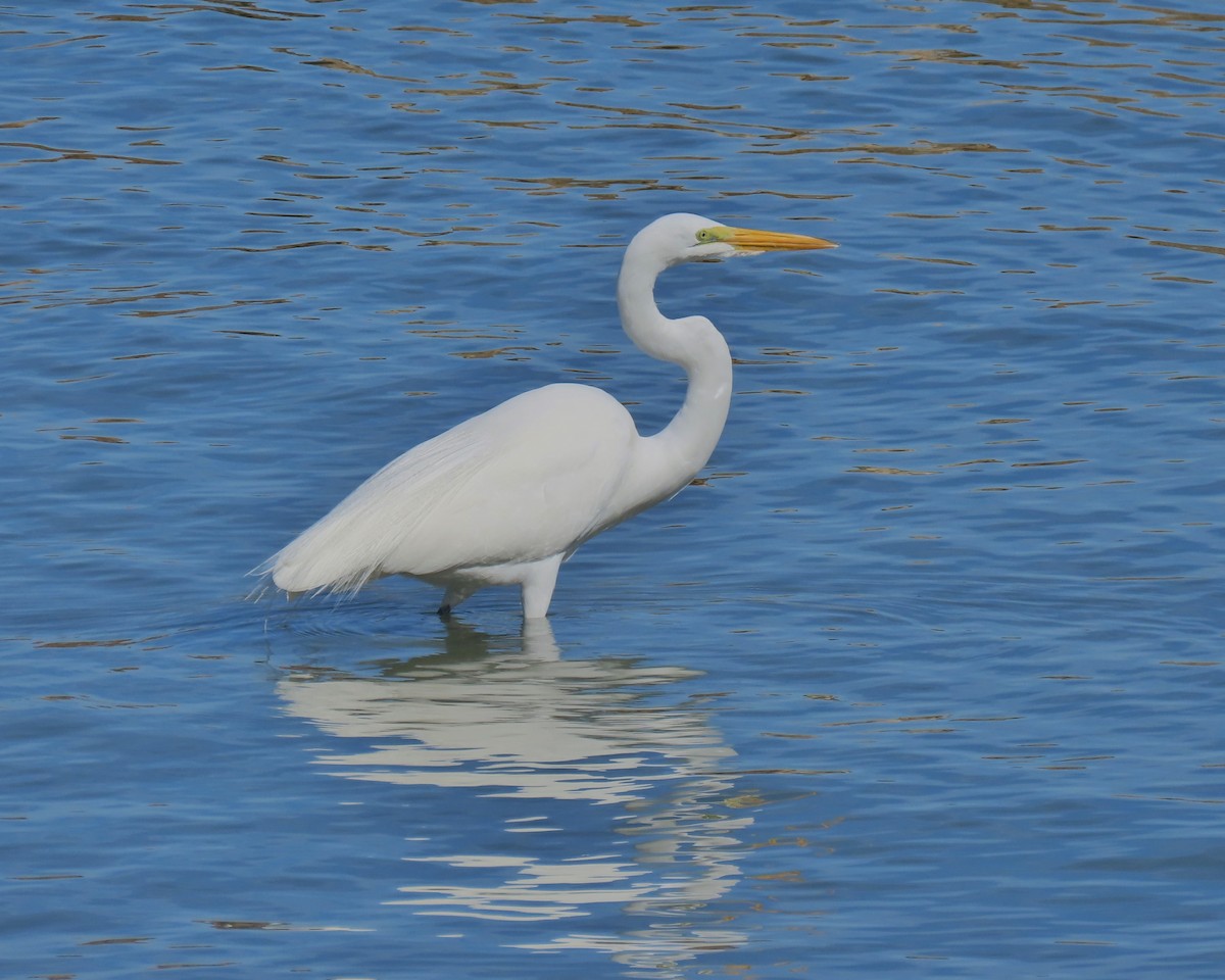 Great Egret - ML646809559