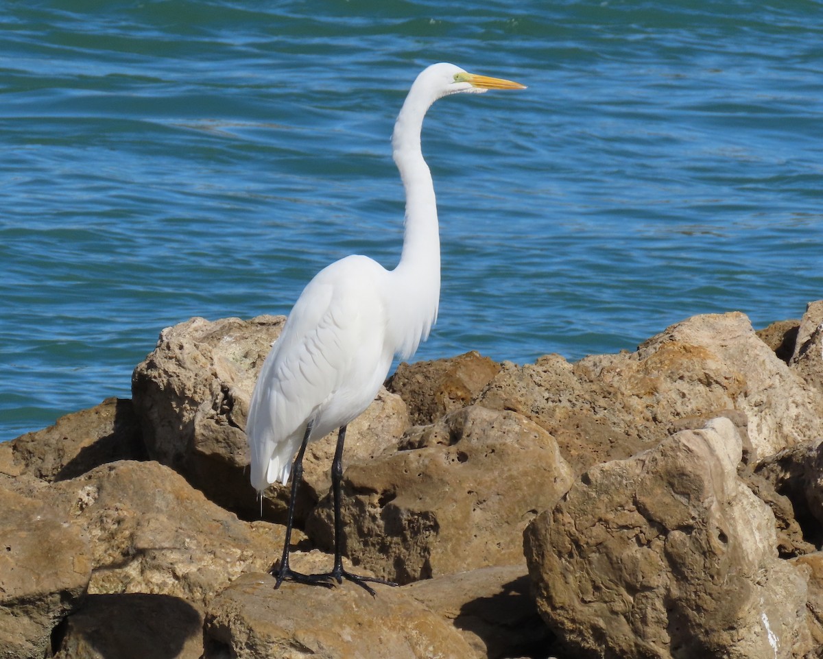 Great Egret - ML646809560