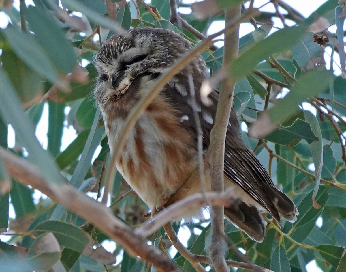 slipeugle - ML646809561