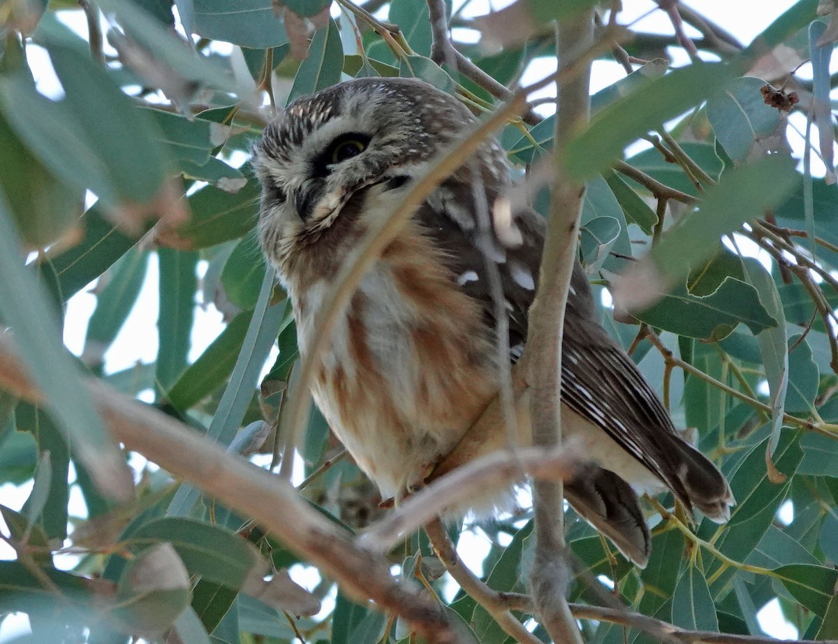 slipeugle - ML646809562