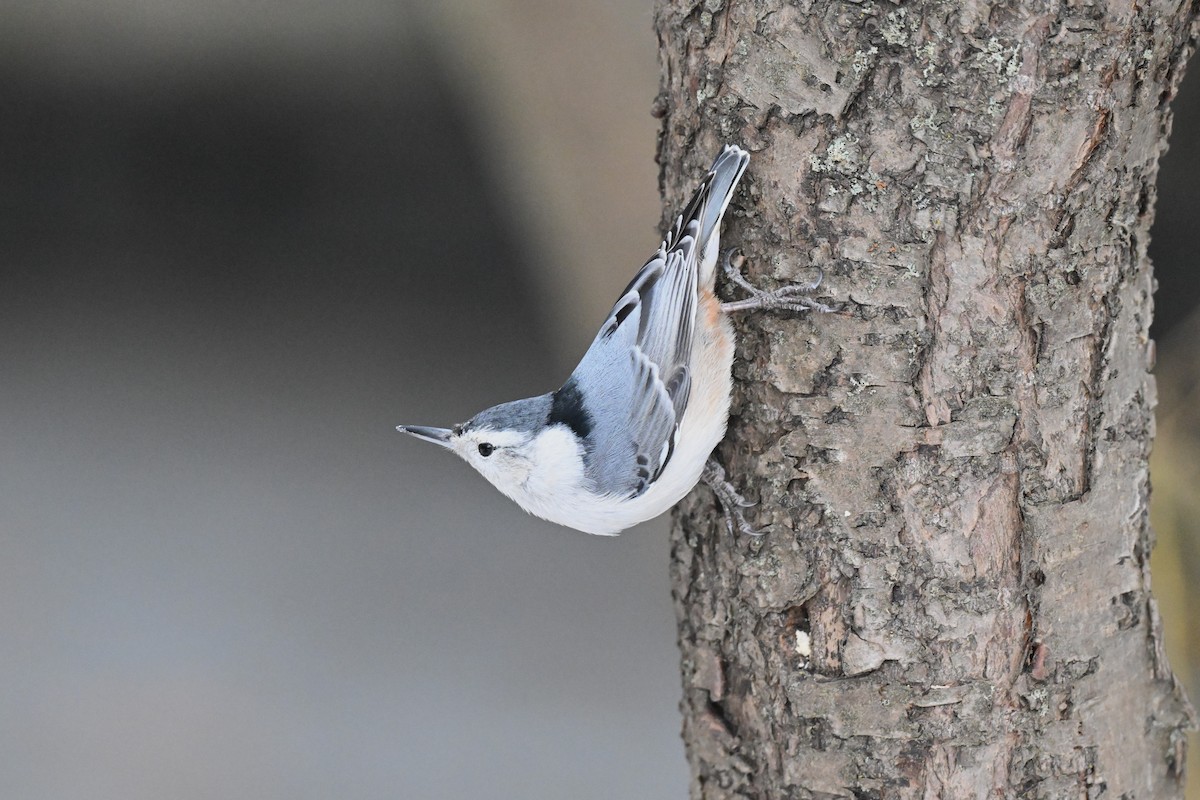 White-breasted Nuthatch - ML646809563