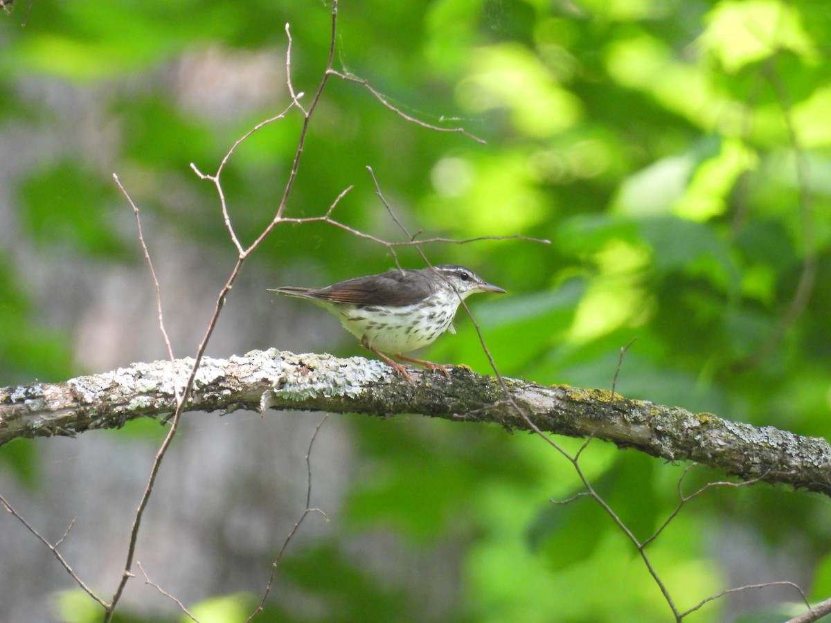 Louisiana Waterthrush - ML646809564