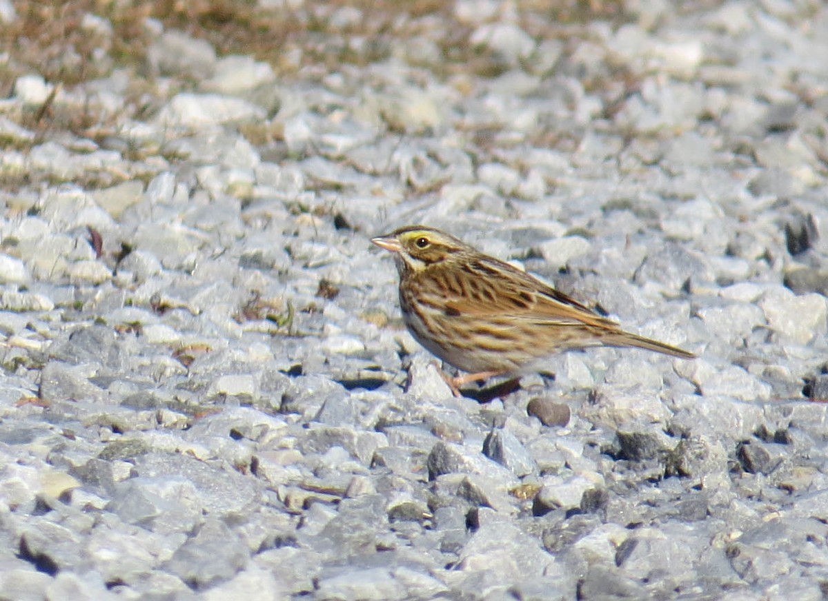 Savannah Sparrow - ML646809565