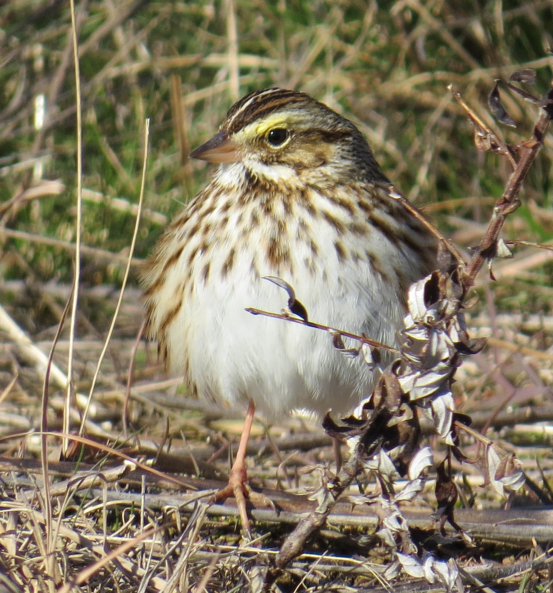 Savannah Sparrow - ML646809566