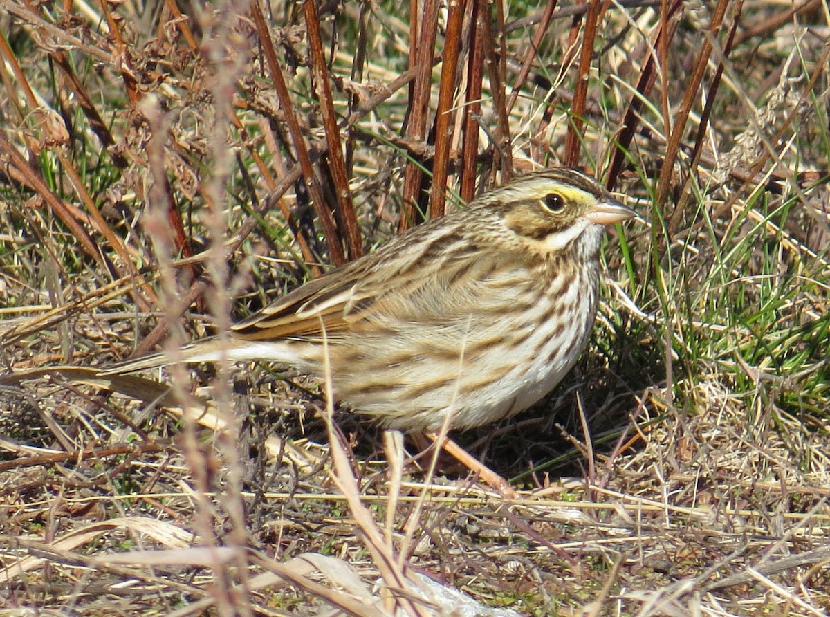 Savannah Sparrow - ML646809567