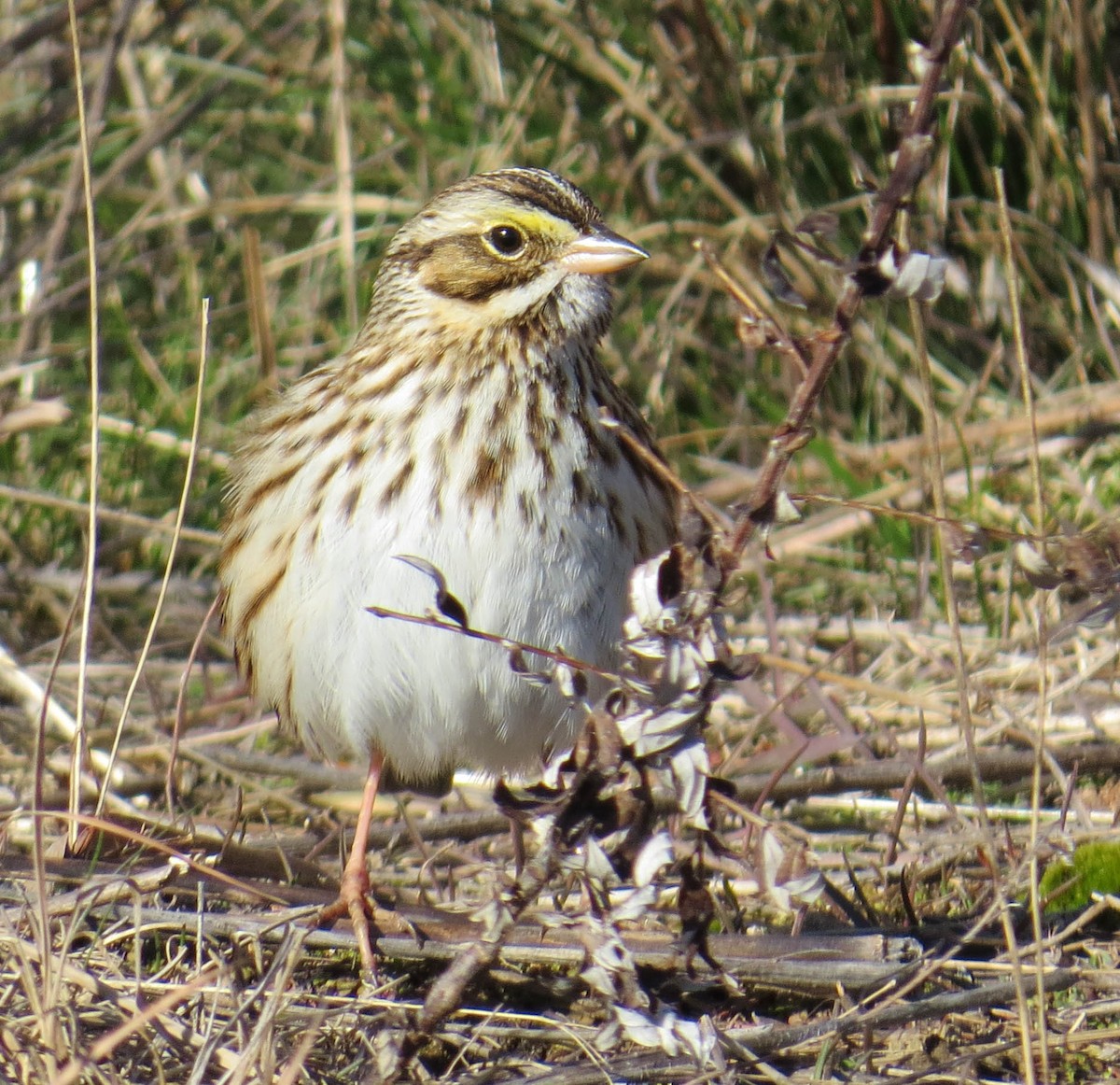 Savannah Sparrow - ML646809568
