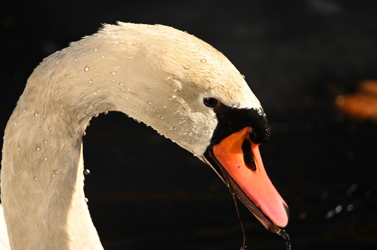 Cisne Vulgar - ML646809569