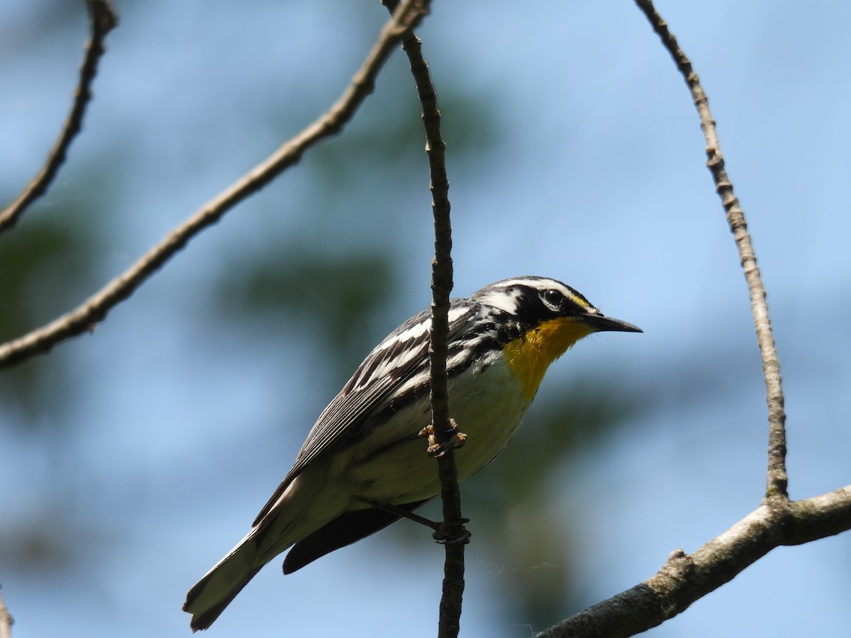Yellow-throated Warbler - ML646809572