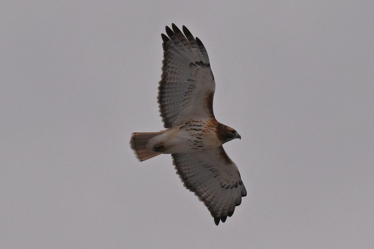 Red-tailed Hawk - ML646809573
