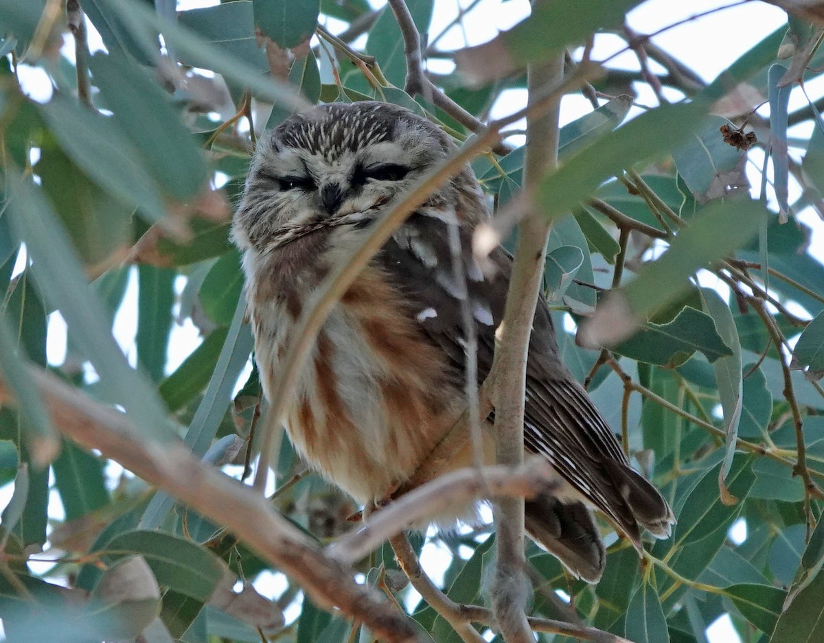 slipeugle - ML646809574