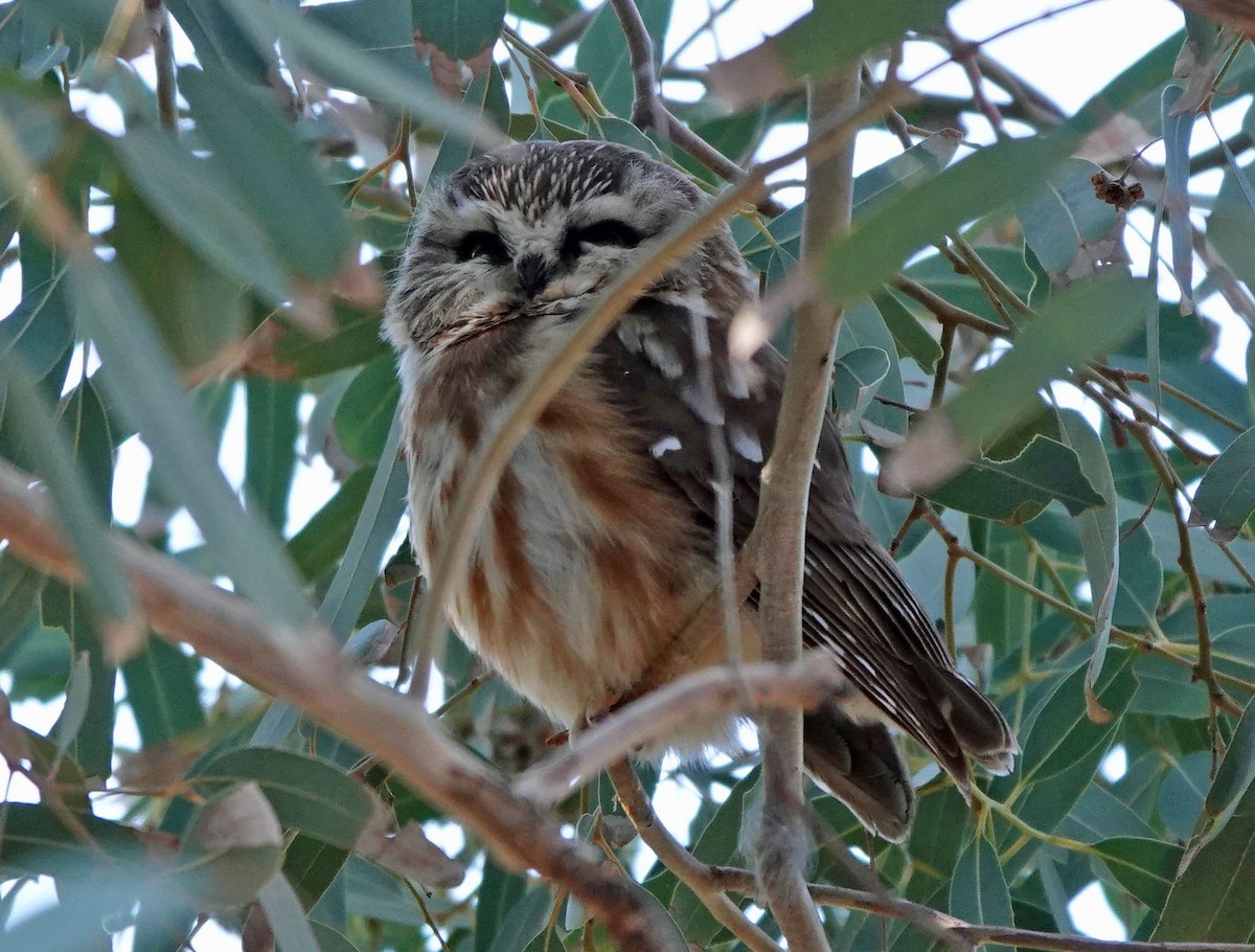 slipeugle - ML646809575