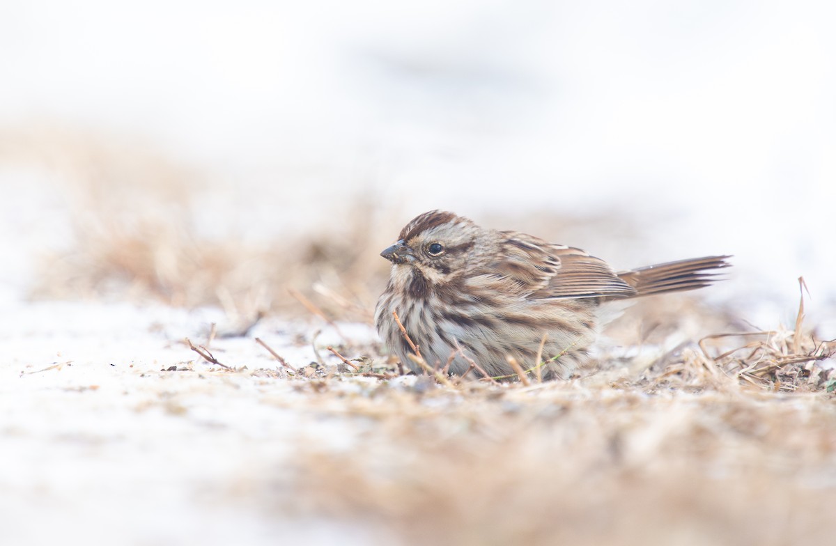 גיבתונית רוננת - ML646809576