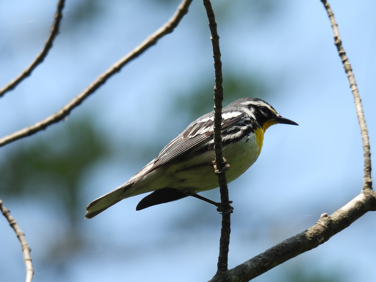 Yellow-throated Warbler - ML646809577