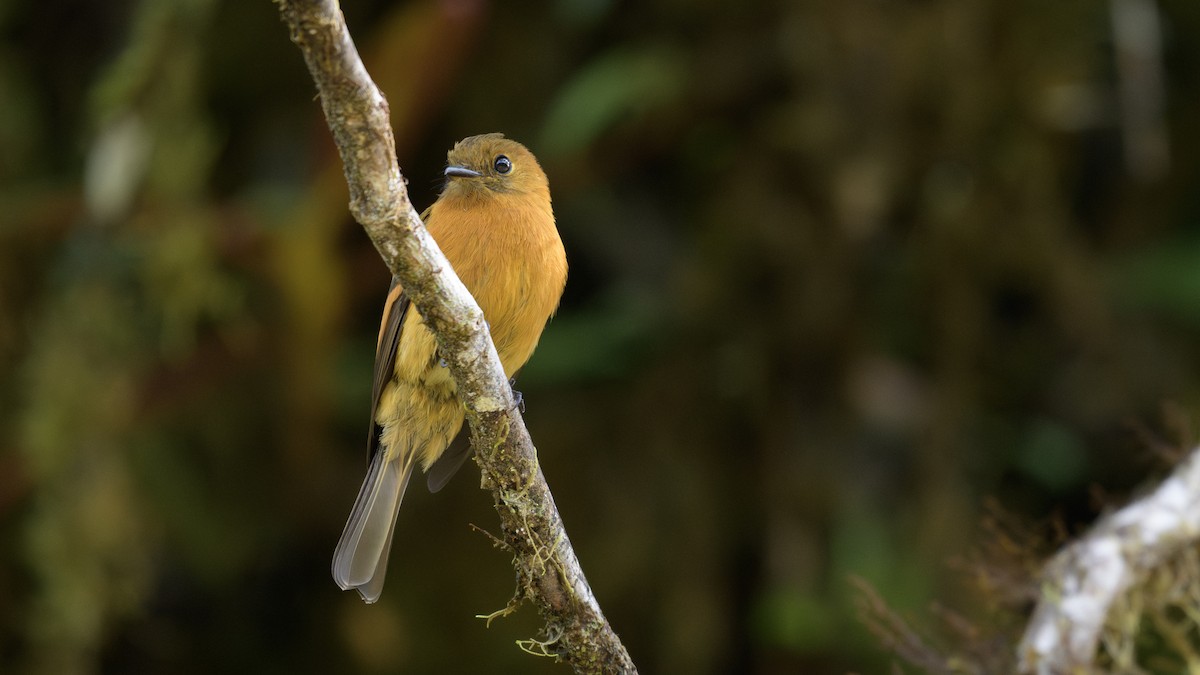 Tarçın Kızılı Sinekkapan - ML646809579