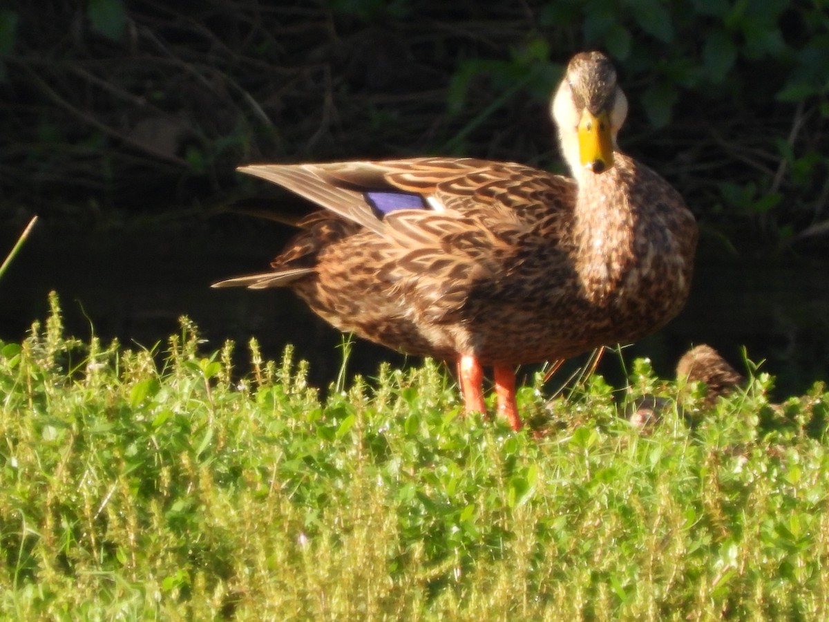 Mottled Duck - ML646809580