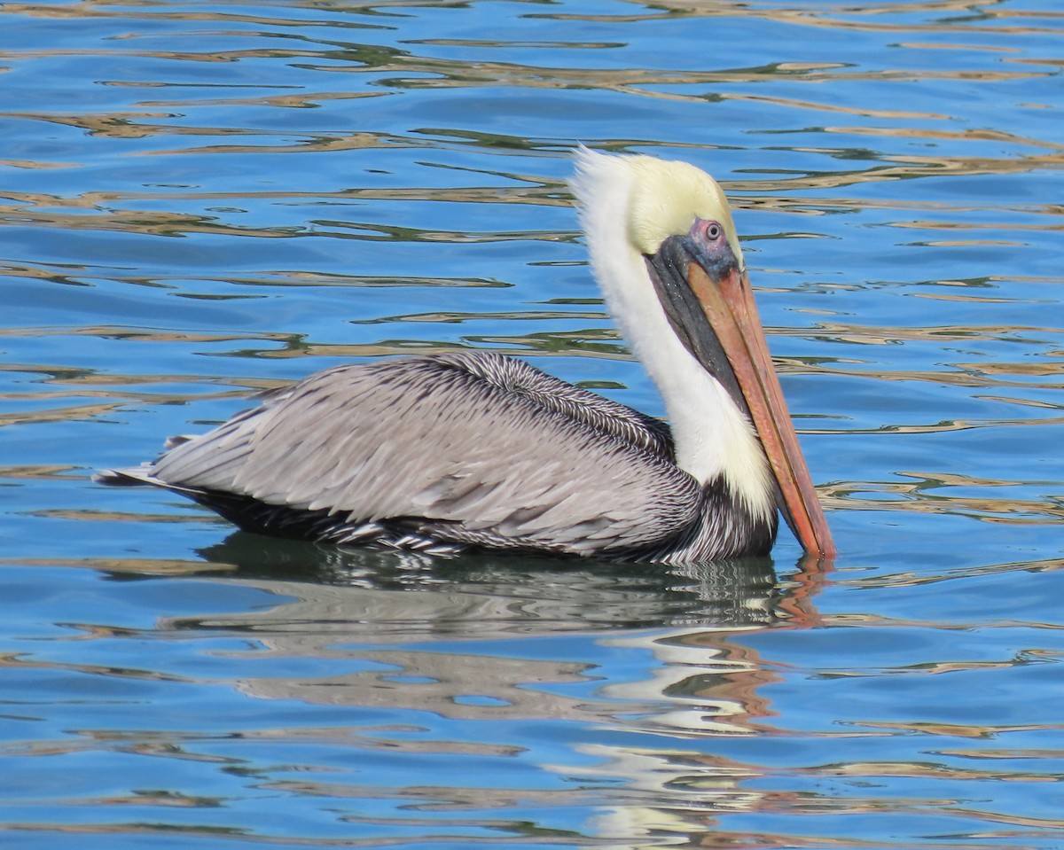 Бурый пеликан - ML646809581