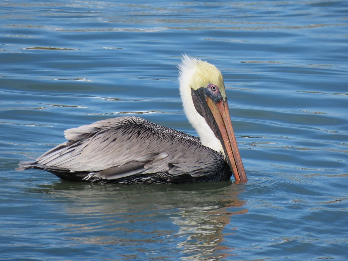 Бурый пеликан - ML646809582