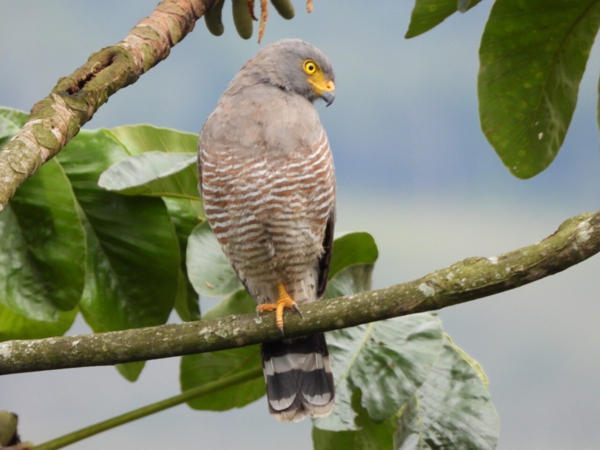 Roadside Hawk - ML646809585