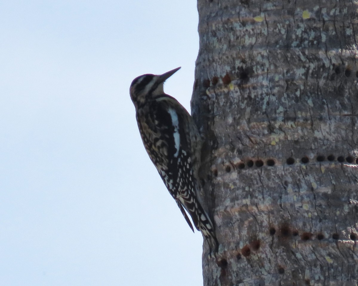 Желтобрюхий дятел-сокоед - ML646809587