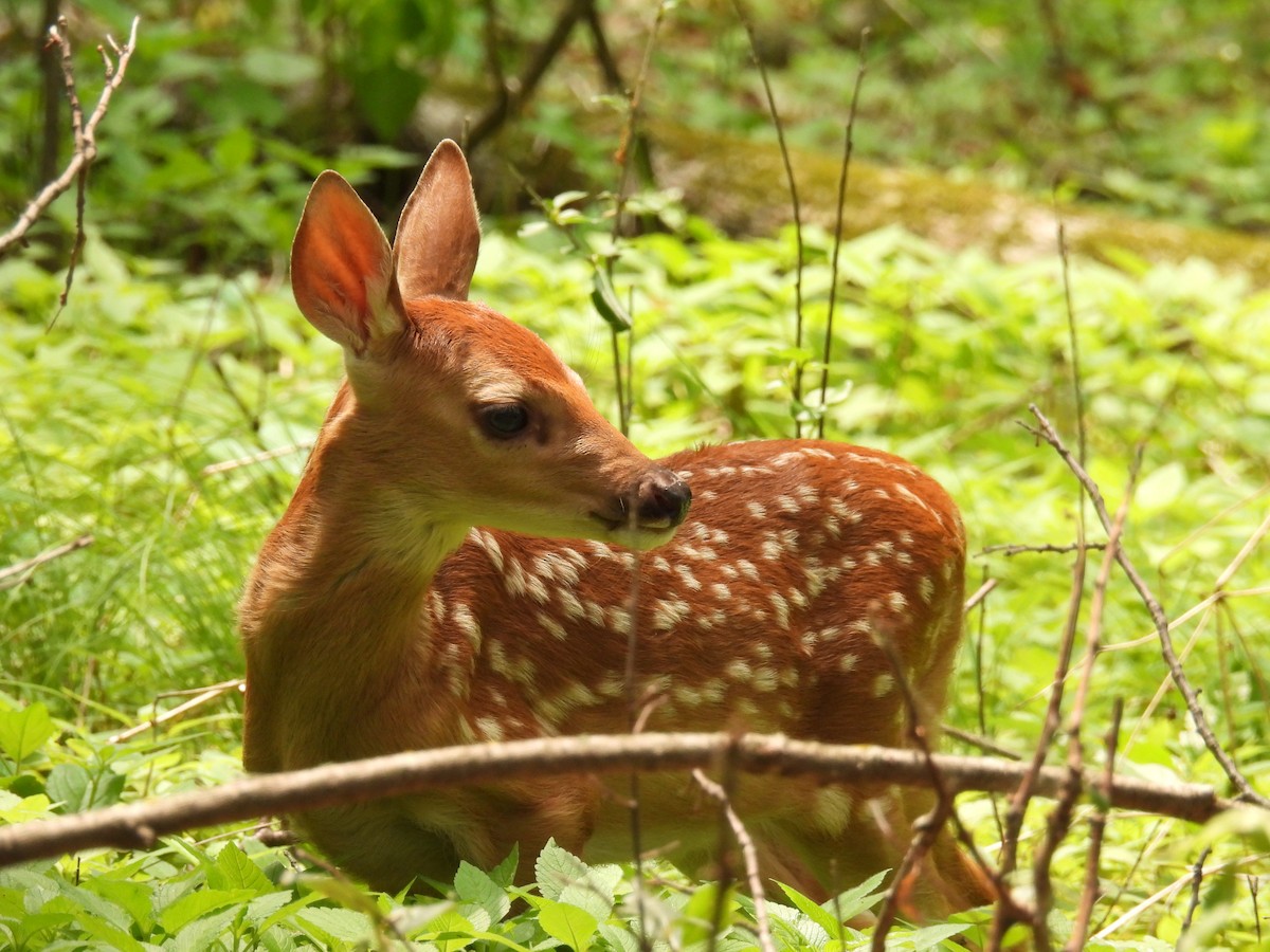 Animals - ML646809588