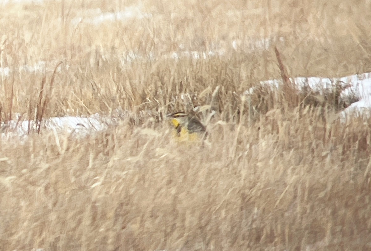 Eastern Meadowlark - ML646809589