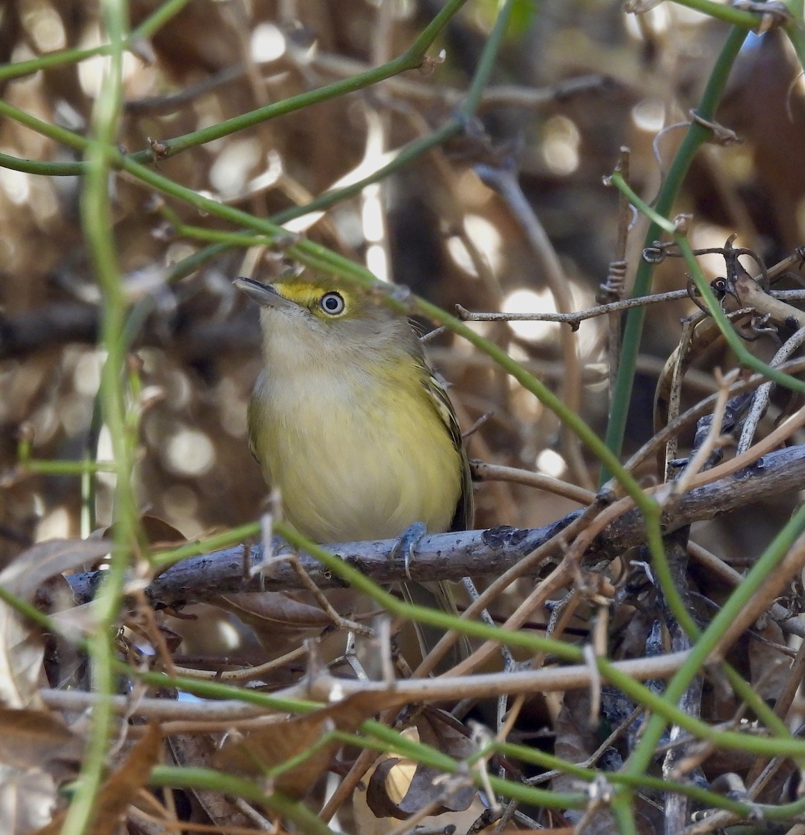 hvitøyevireo - ML646809590