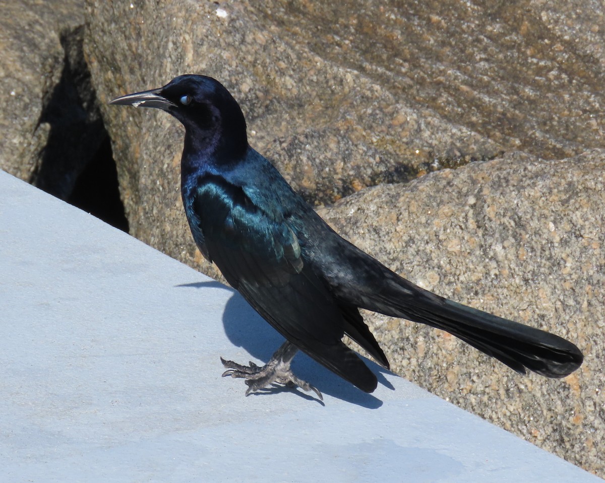 Лодкохвостый гракл - ML646809591