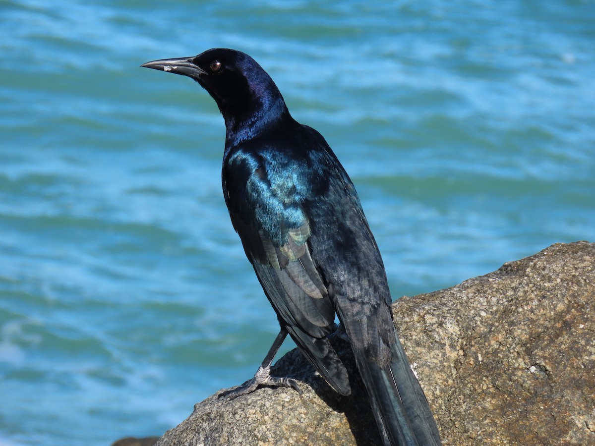 Лодкохвостый гракл - ML646809592