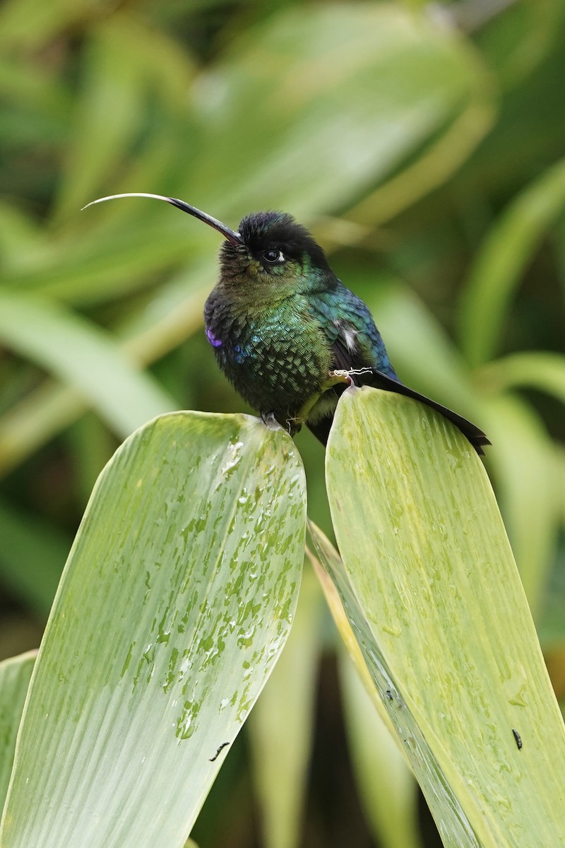 Fiery-throated Hummingbird - ML646809593