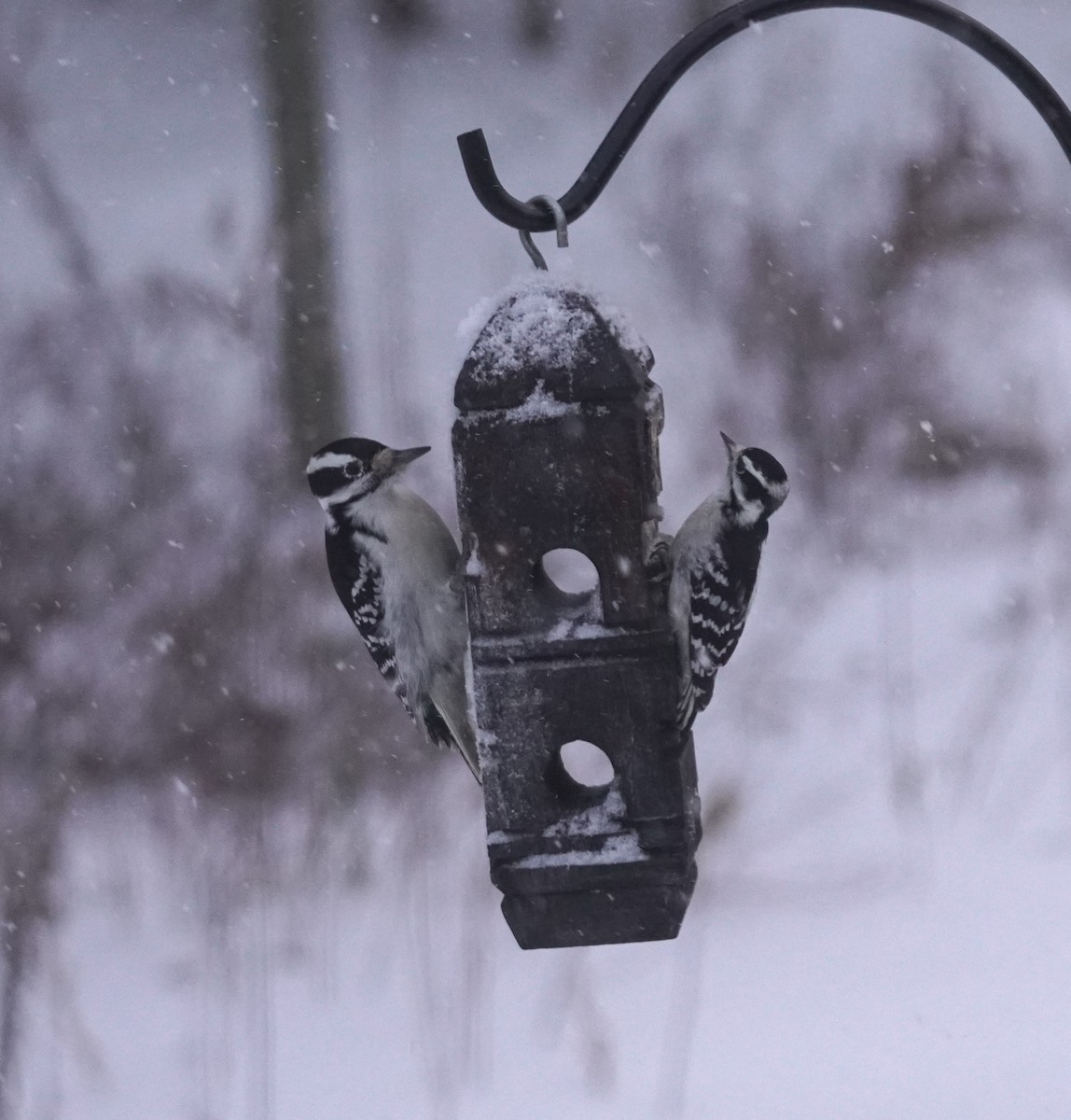 Hairy Woodpecker - ML646809594