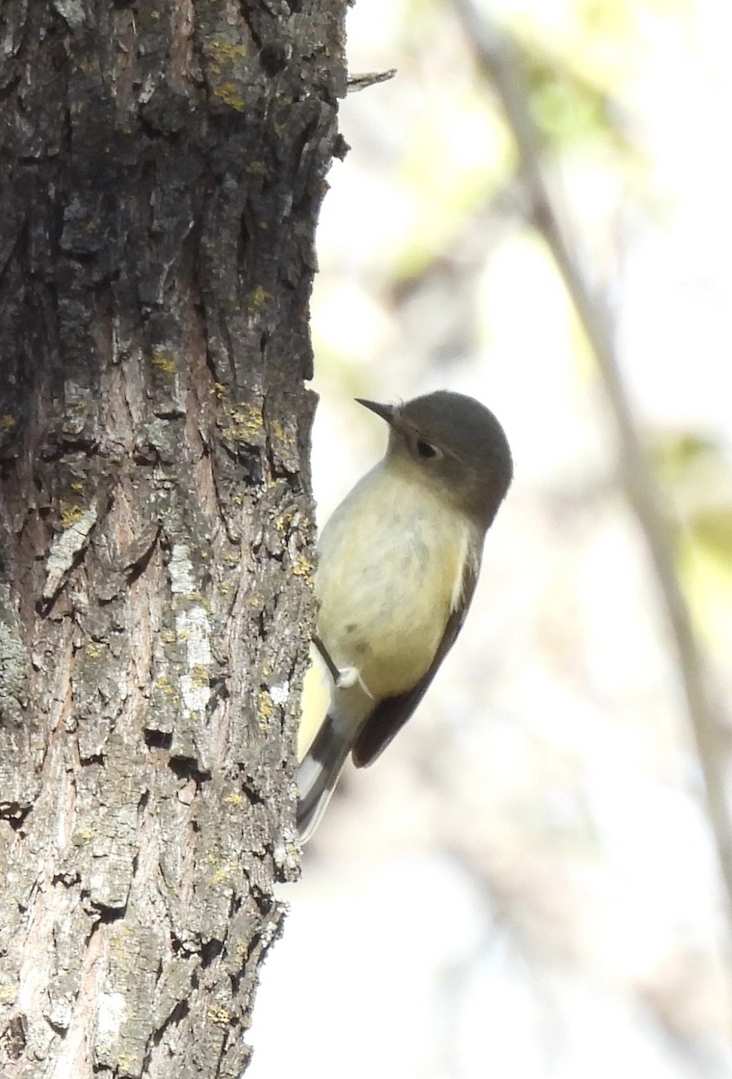 rubinfuglekonge - ML646809595