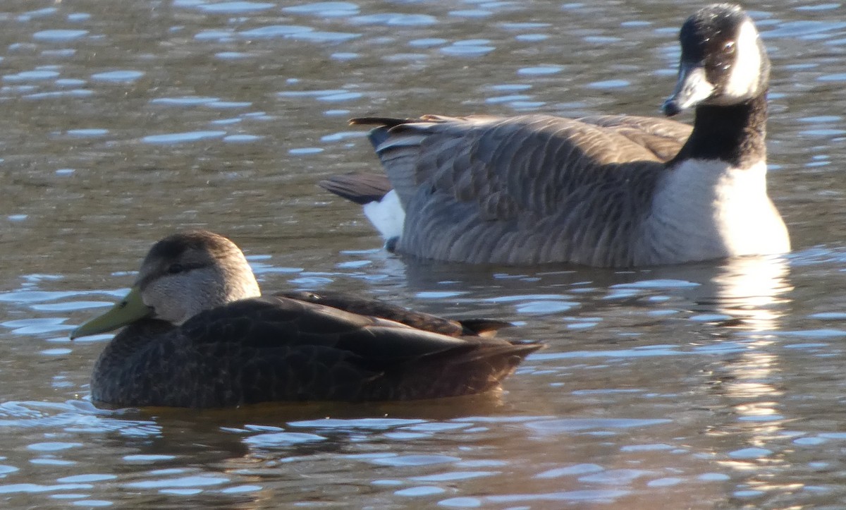 Dunkelente - ML646809596