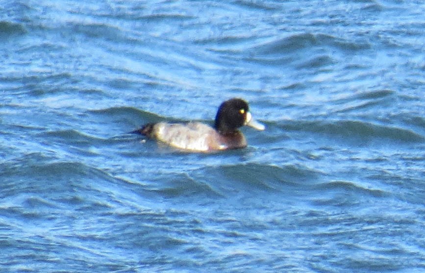 Морская чернеть - ML646809598