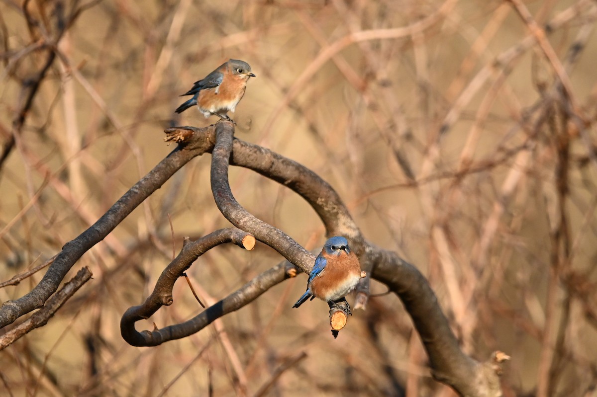 Azulejo Oriental - ML646809599