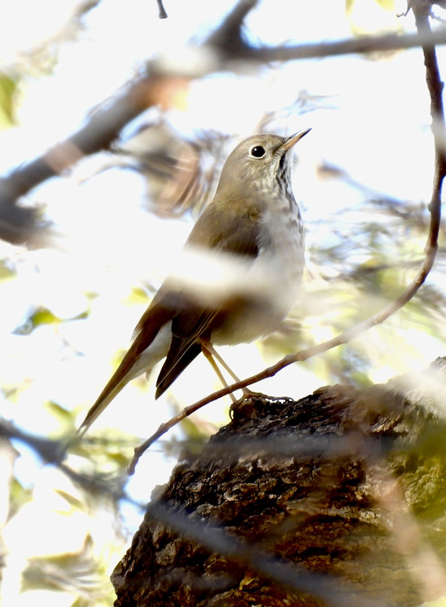 eremittskogtrost - ML646809602