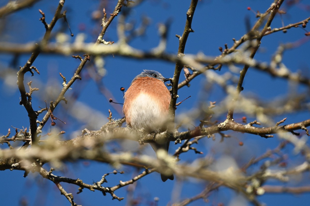 Azulejo Oriental - ML646809604