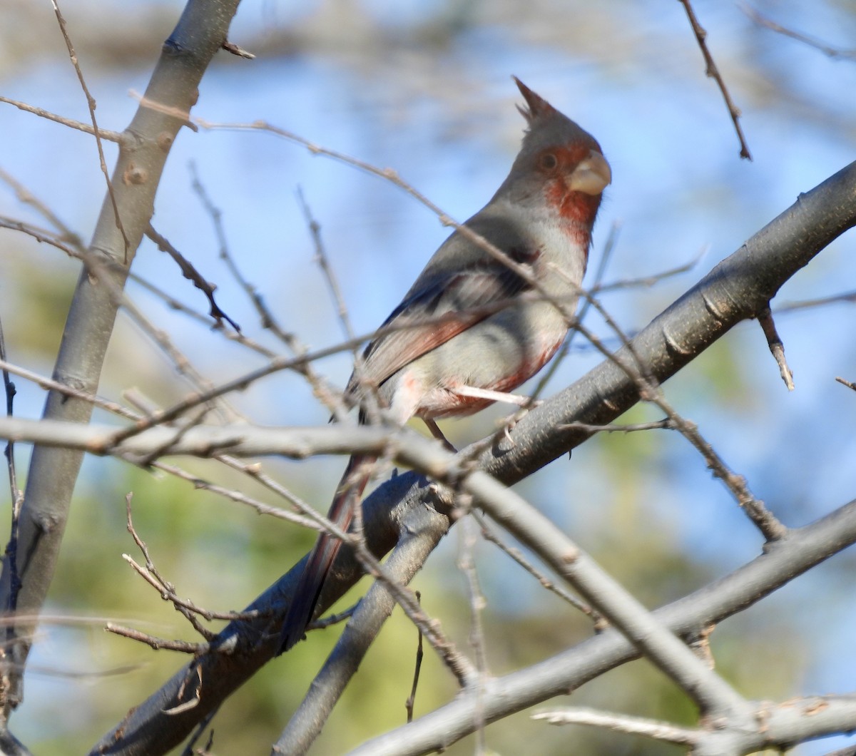 ørkenkardinal - ML646809606