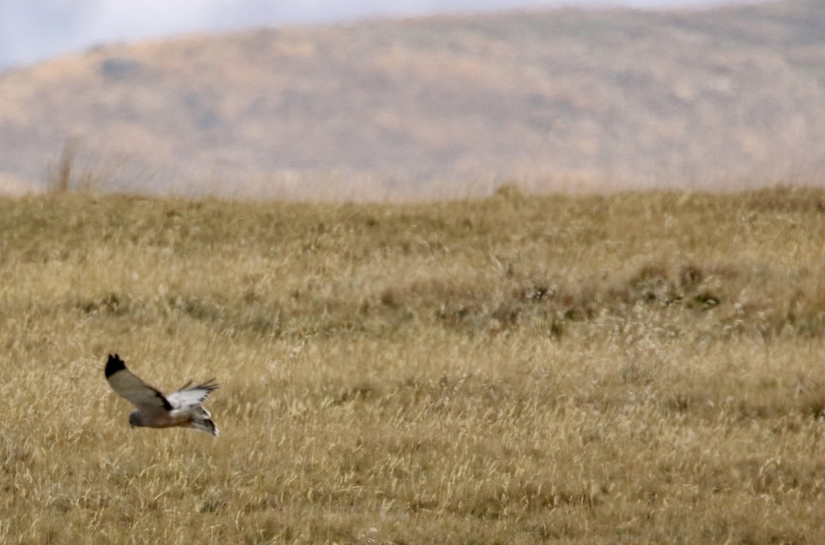 Серый лунь - ML646809607
