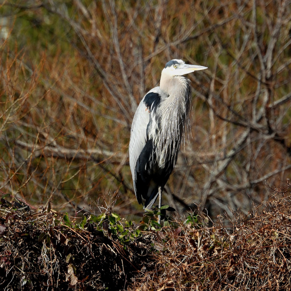Great Blue Heron - ML646809608